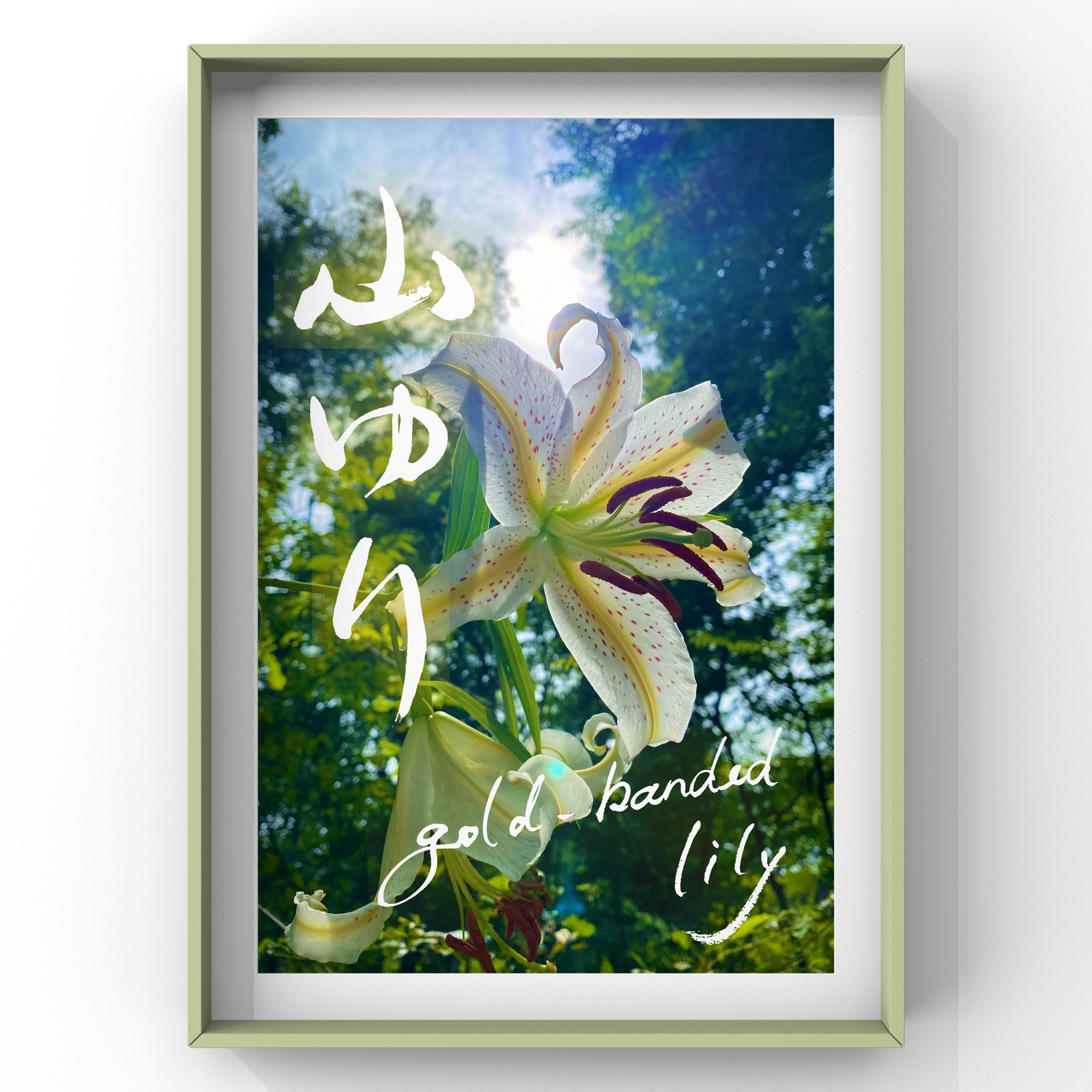 山ゆり<br />
gold-banded lily